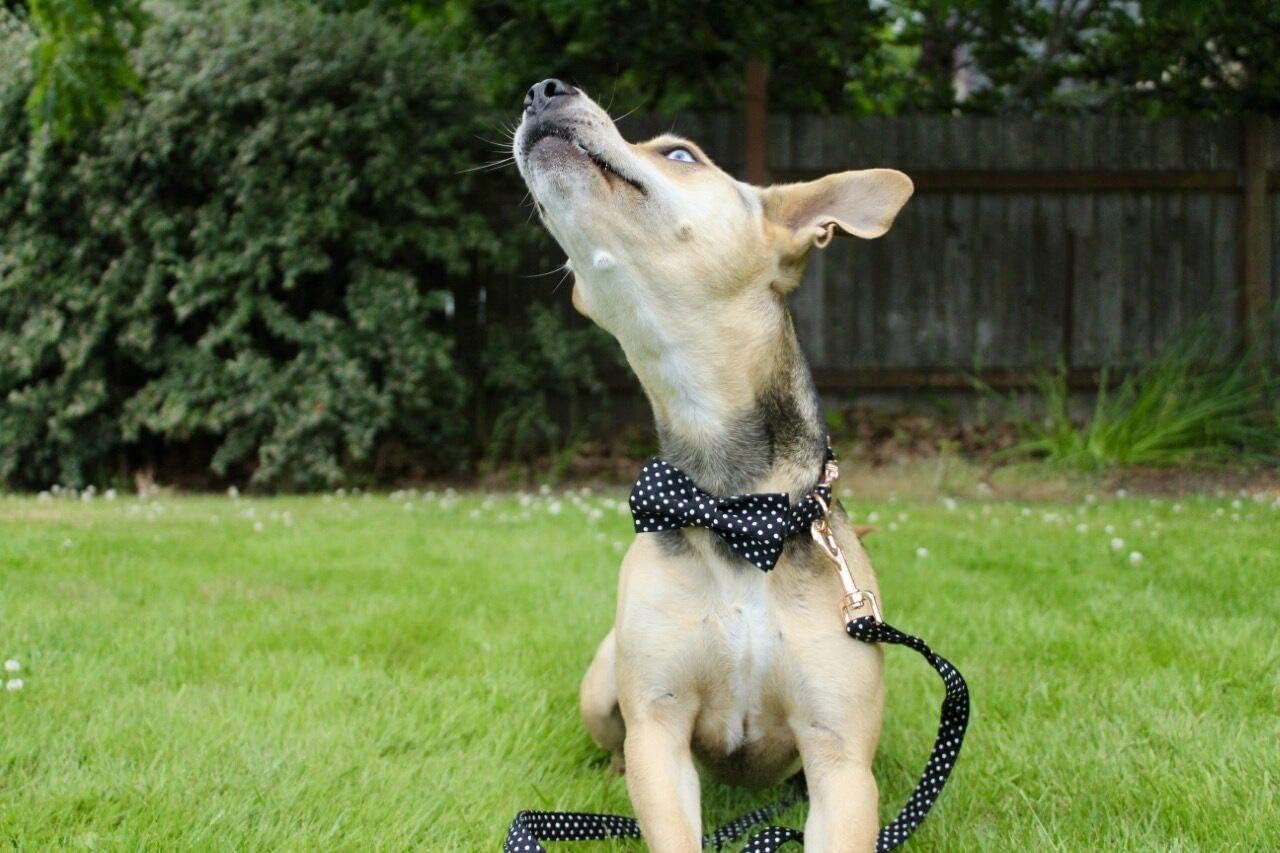 Black & White Polka Dot Dog Collar with Bow | Adjustable Cotton Puppy Collar – Snout & Whiskers