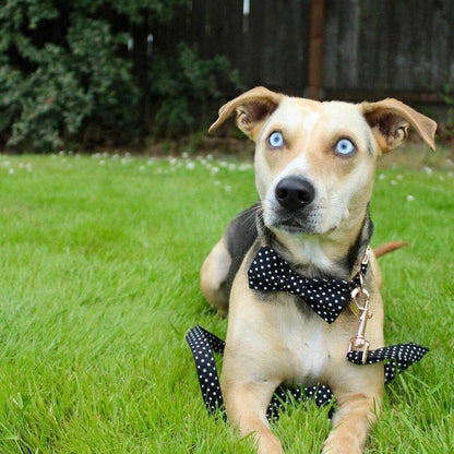 Black & White Polka Dot Dog Collar with Bow | Adjustable Cotton Puppy Collar – Snout & Whiskers